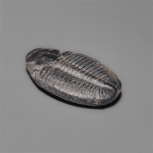 Rare Trilobite Fossil