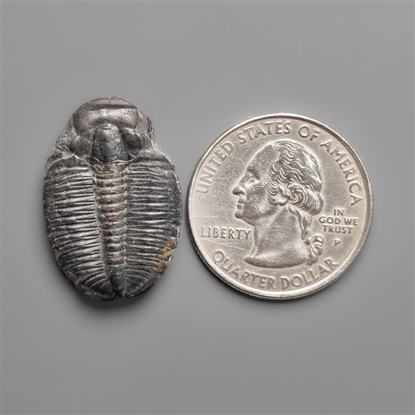 Rare Trilobite Fossil