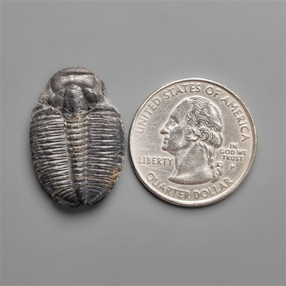 Rare Trilobite Fossil