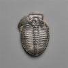 Rare Trilobite Fossil