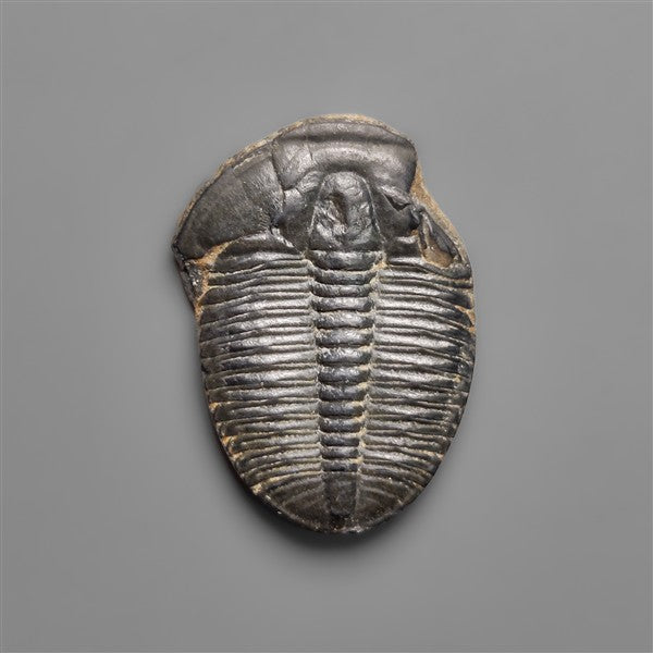 Rare Trilobite Fossil