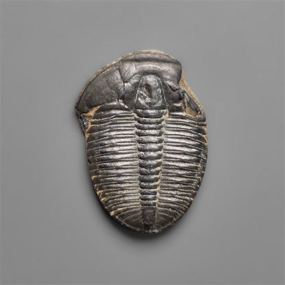 Rare Trilobite Fossil