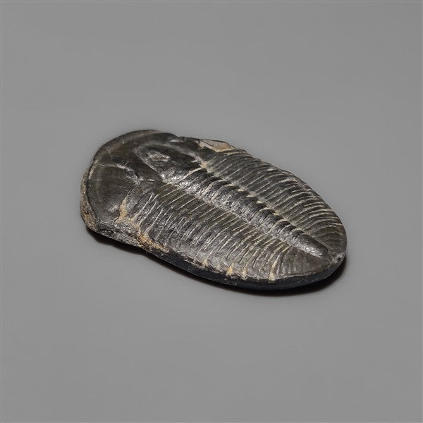 Rare Trilobite Fossil