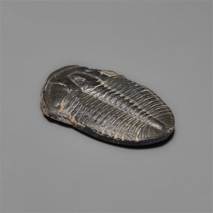 Rare Trilobite Fossil