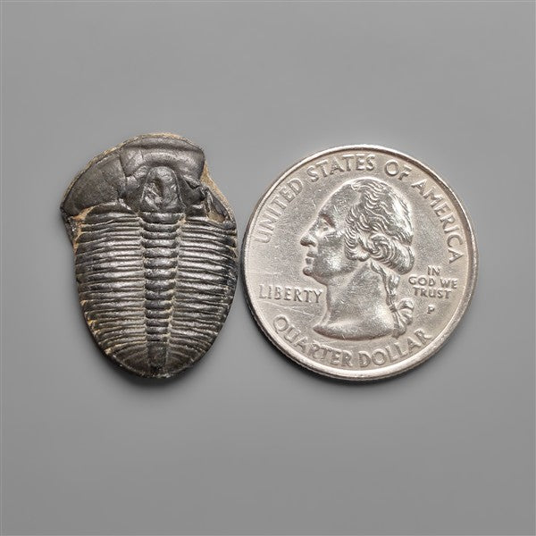 Rare Trilobite Fossil