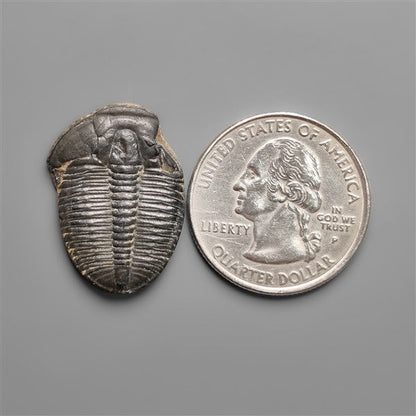 Rare Trilobite Fossil