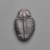 Rare Trilobite Fossil
