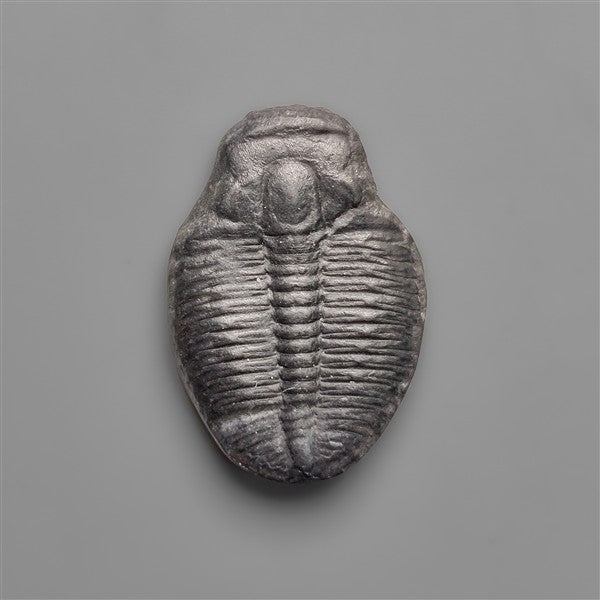 Rare Trilobite Fossil