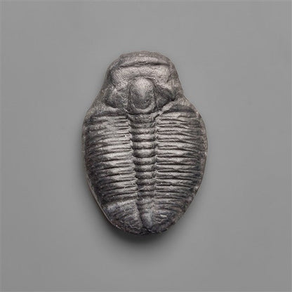 Rare Trilobite Fossil