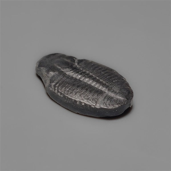 Rare Trilobite Fossil