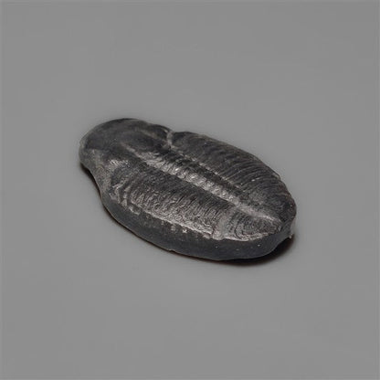 Rare Trilobite Fossil