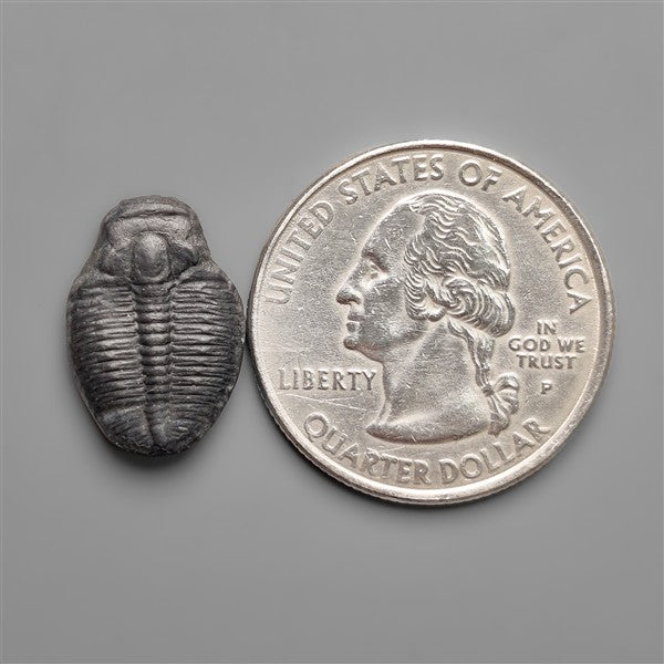 Rare Trilobite Fossil