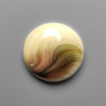 Shiva Eye Shell Cabochon