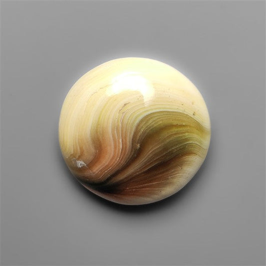 Shiva Eye Shell Cabochon