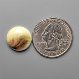 Shiva Eye Shell Cabochon