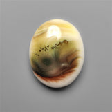 Shiva Eye Shell Cabochon