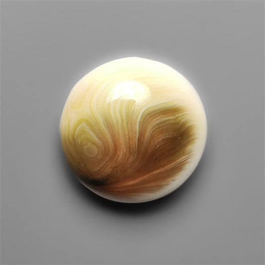 Shiva Eye Shell Cabochon
