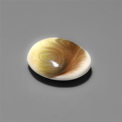 Shiva Eye Shell Cabochon