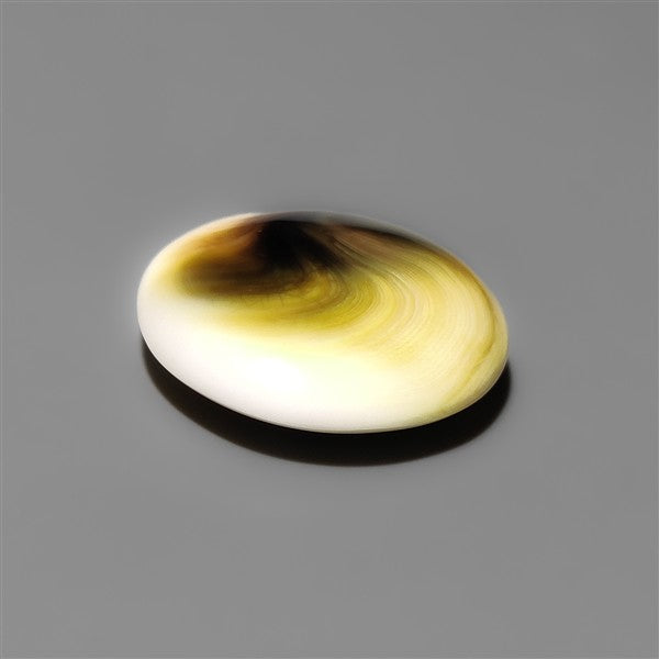 Shiva Eye Shell Cabochon