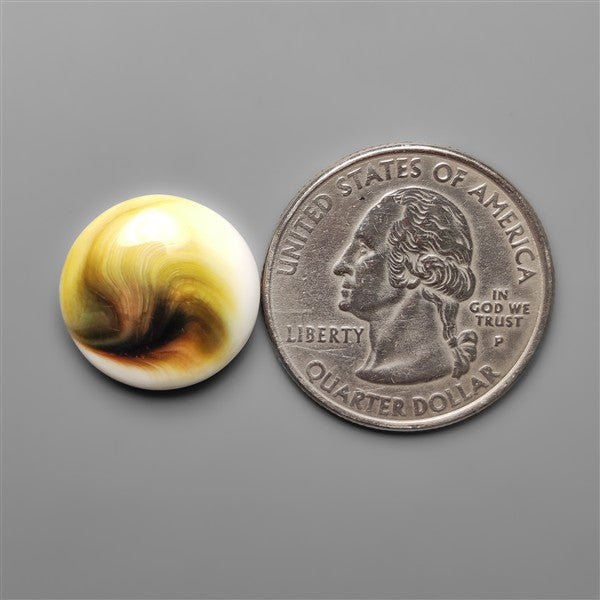 Shiva Eye Shell Cabochon