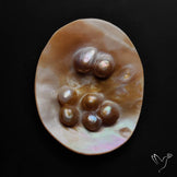 Multi Blisters Pearl Large Specimen