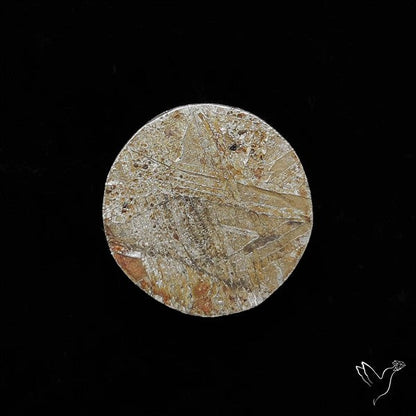 Rare Gibeon Meteorite