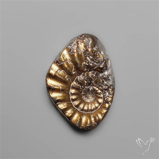 Rare Pyritized Ammonite Fossil Negative