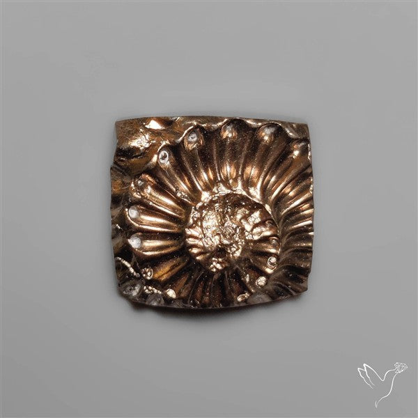 Rare Pyritized Ammonite Fossil Negative