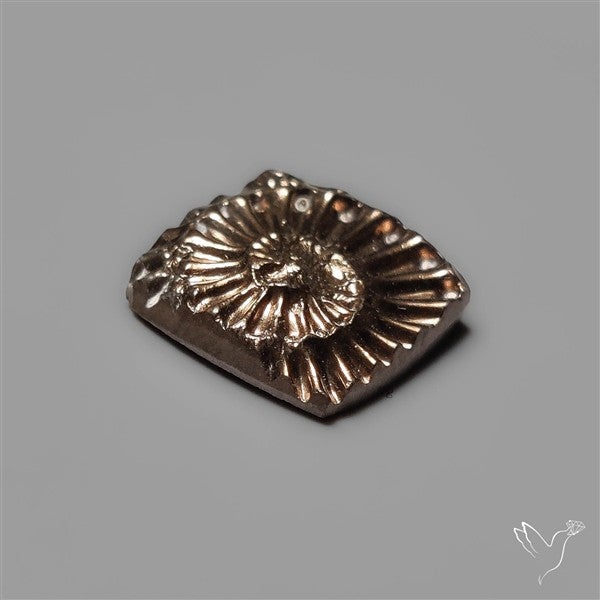 Rare Pyritized Ammonite Fossil Negative