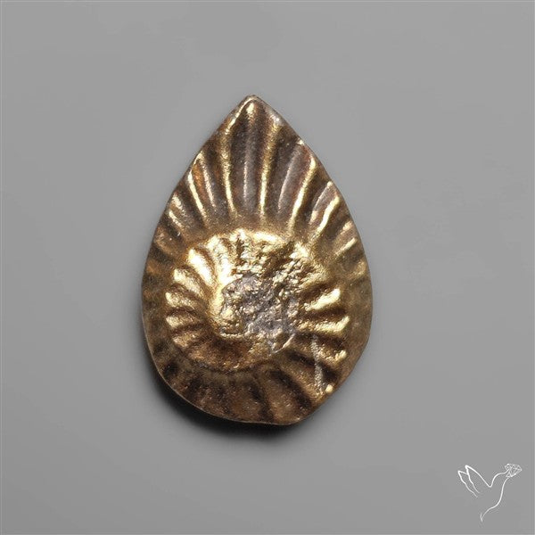 Rare Pyritized Ammonite Fossil Negative