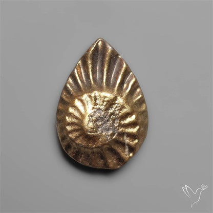 Rare Pyritized Ammonite Fossil Negative