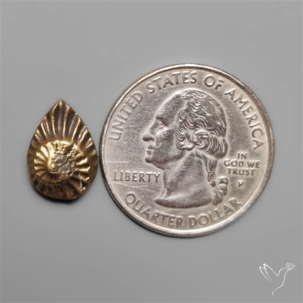 Rare Pyritized Ammonite Fossil Negative