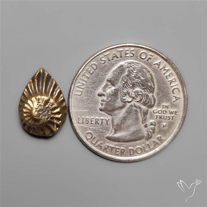 Rare Pyritized Ammonite Fossil Negative