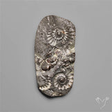Rare Marston Marble Fossil from England UK