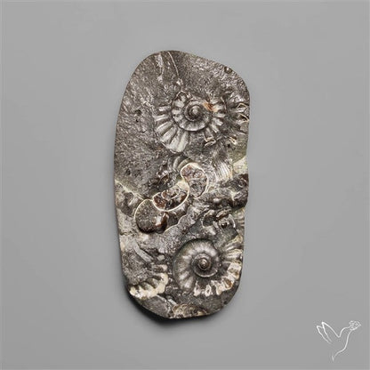 Rare Marston Marble Fossil from England UK