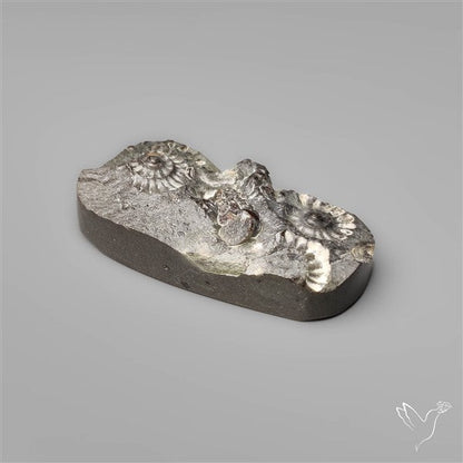Rare Marston Marble Fossil from England UK