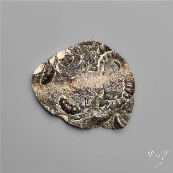 Rare Marston Marble Fossil from England UK