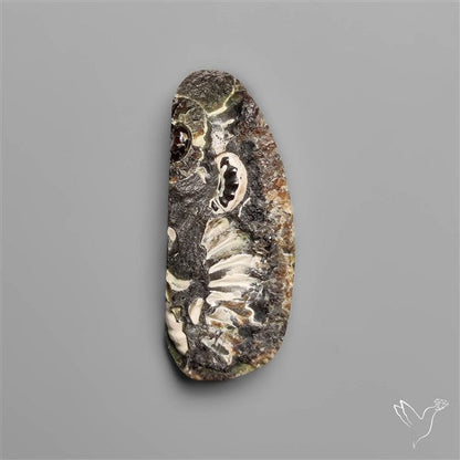 Rare Fossil Marston Marble Raw