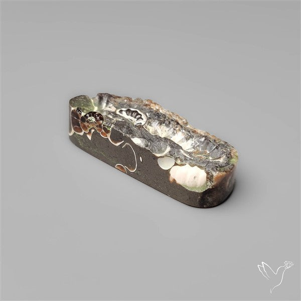 Rare Fossil Marston Marble Raw