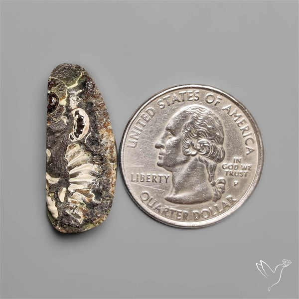 Rare Fossil Marston Marble Raw