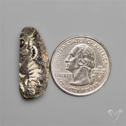 Rare Fossil Marston Marble Raw