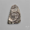 Rare Fossil Marston Marble Raw