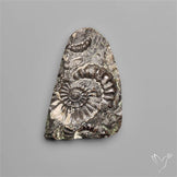 Rare Fossil Marston Marble Raw