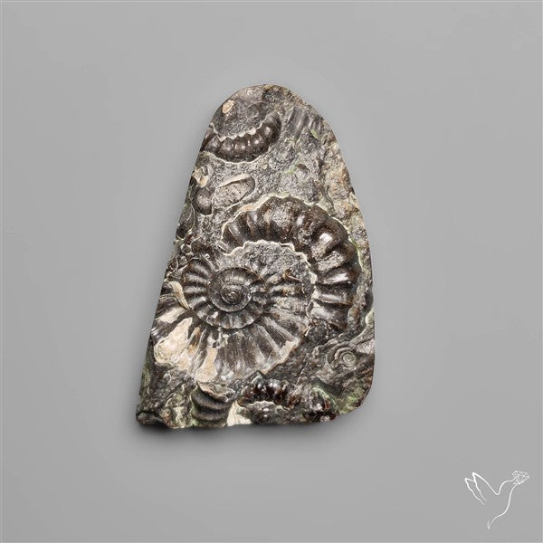 Rare Fossil Marston Marble Raw