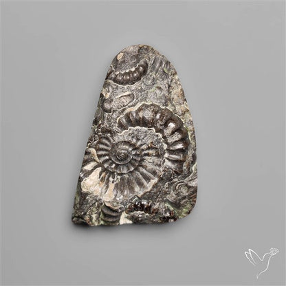 Rare Fossil Marston Marble Raw