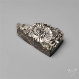 Rare Fossil Marston Marble Raw