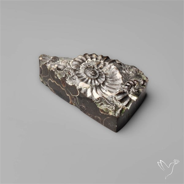 Rare Fossil Marston Marble Raw