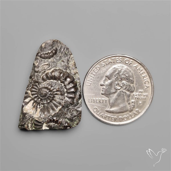 Rare Fossil Marston Marble Raw