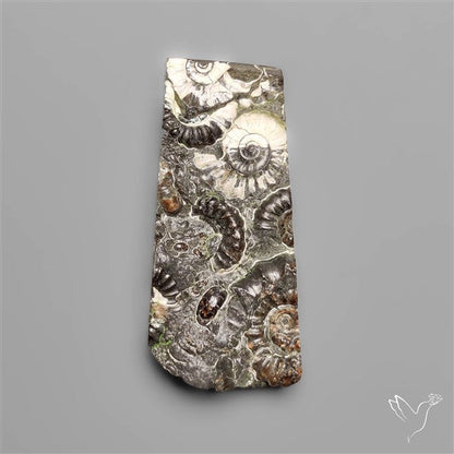 Rare Fossil Marston Marble Raw