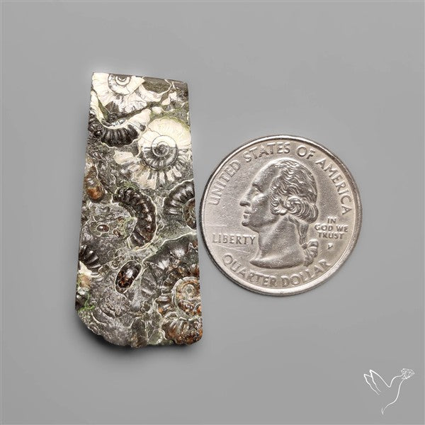 Rare Fossil Marston Marble Raw